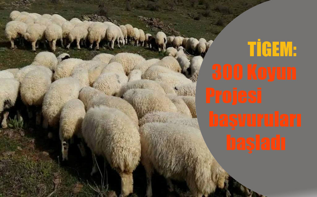 300 Koyun Projesi başladı!