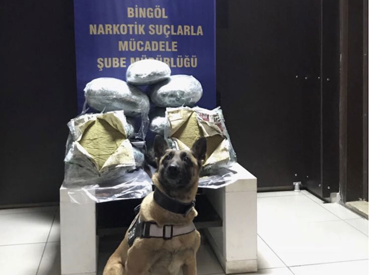 Bingöl’de uyuşturucu operasyonu: 59 kilo toz esrar ile 4 göz altı