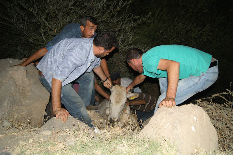 Vatandaşlardan inek kurtarma operasyonu