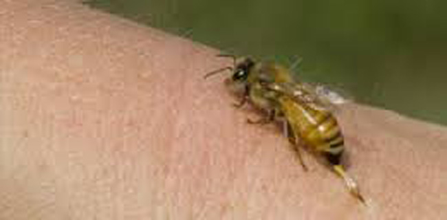 Bingöl’de arı sokan kişi öldü
