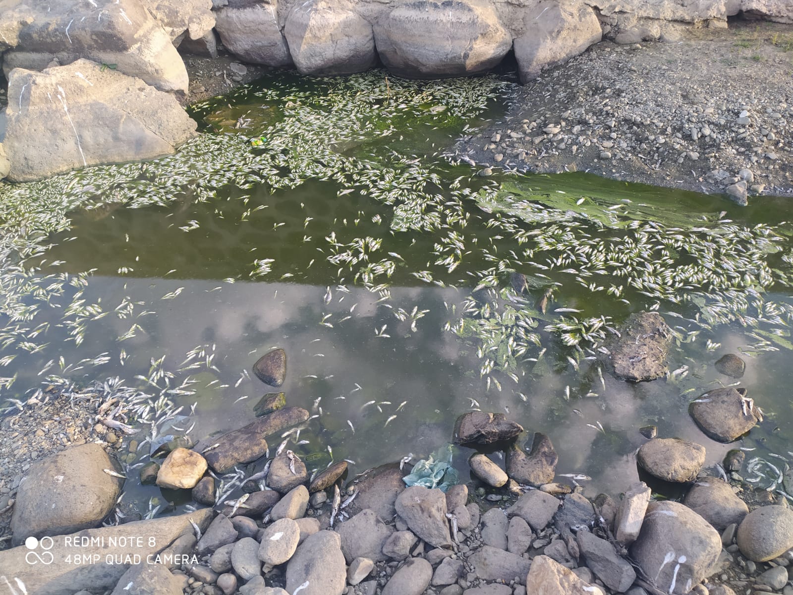 Genç’te Korkunç Manzara: Kuraklık Nehirde ki Balıkları Da Vurdu