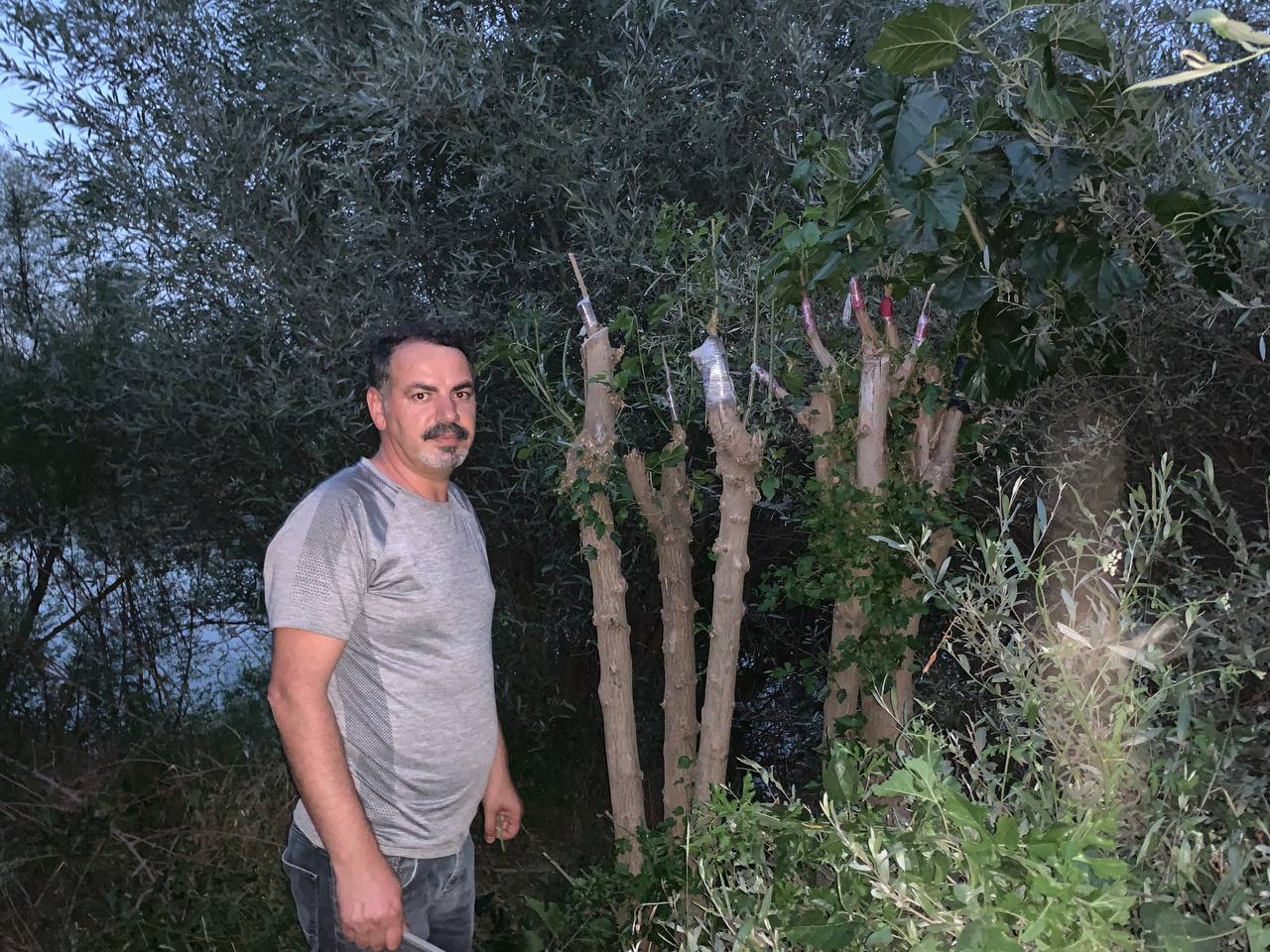 Sınıf Öğretmeni, Doğadaki Yabani Ağaçları Meyve Vermesi İçin Gönüllü Olarak Aşılıyor (1)