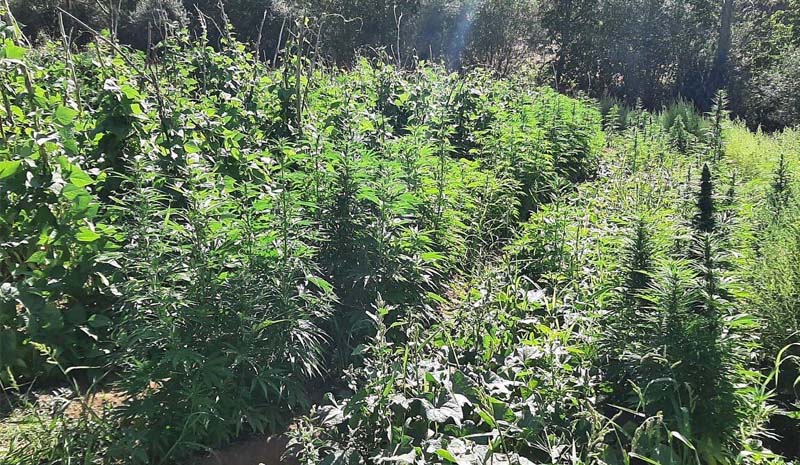 1 MİLYON KÖK KENEVİR ELE GEÇİRİLDİ