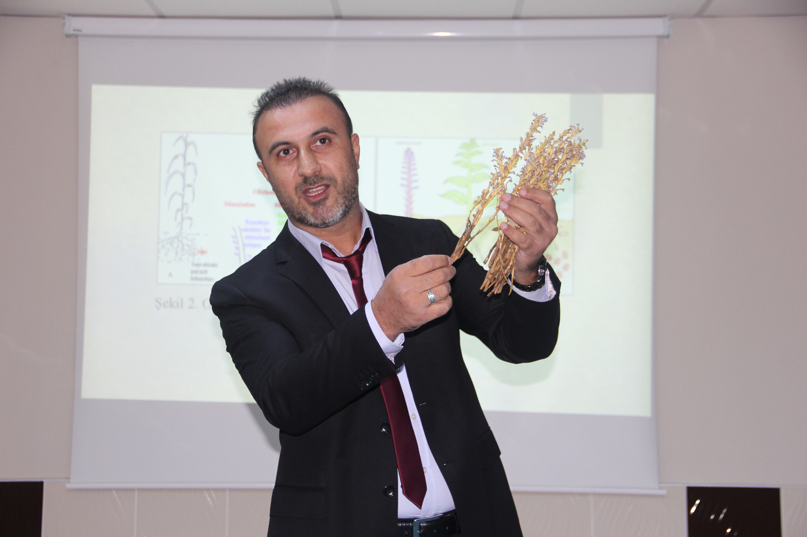 Domates’te 'Canavar Otu' Tehlikesi (1)