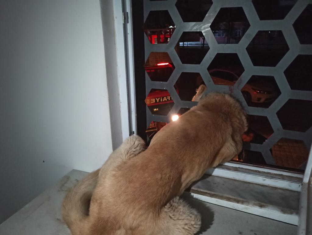 Kafası demir korkuluğa sıkışan köpek kurtarıldı (1)