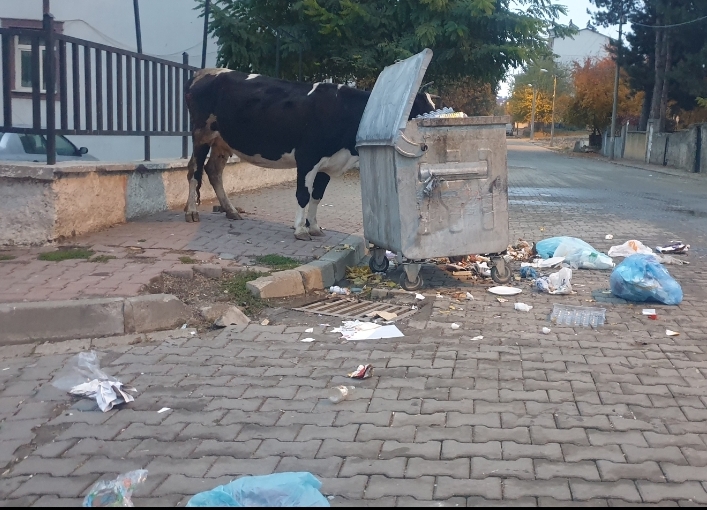 Başıboş İnekler Sokakları Mesken Tuttu