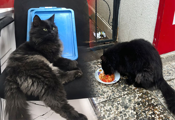kedi-esnaf