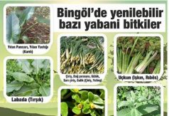 Bingöl’ün Yenilebilir Yabani Bitkileri