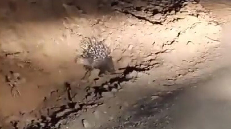 Genç’te ‘oklu kirpi’ görüldü