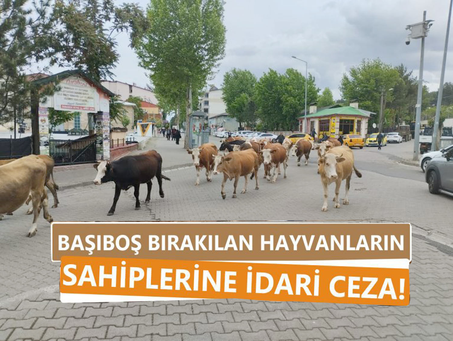 ARTIK-BU-KADAR-RAHAT-DOLAŞAMAYACAKLAR!