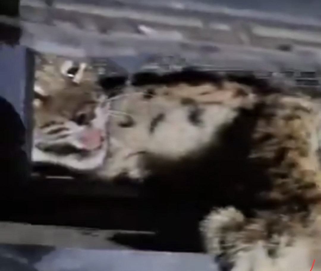 Screenshot_20250719_124924_Gallery