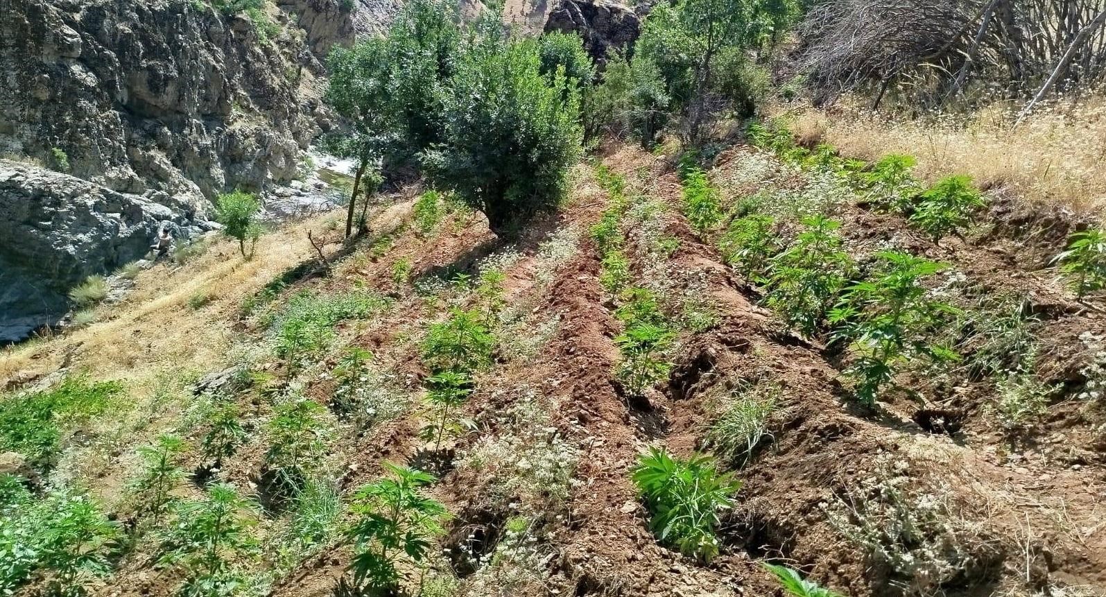 BİNGÖL’DE UYUŞTURUCU OPERASYONU