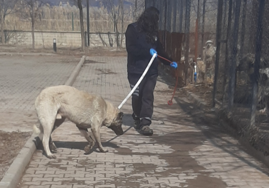 BAŞIBOŞ KÖPEK SORUNUNA MÜDAHALE