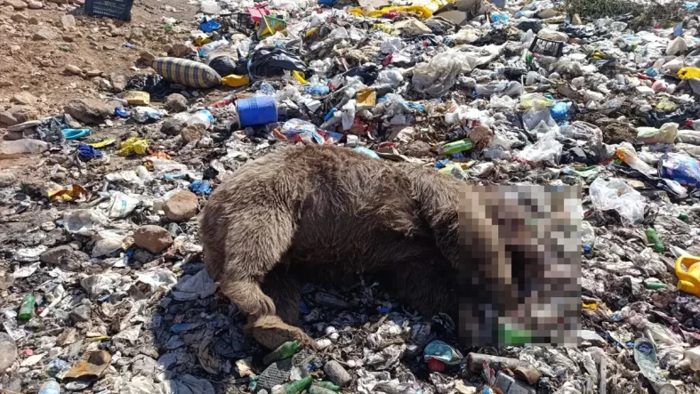 Bingöl’de Çöplükte 3 Bozayı Ölü Bulundu