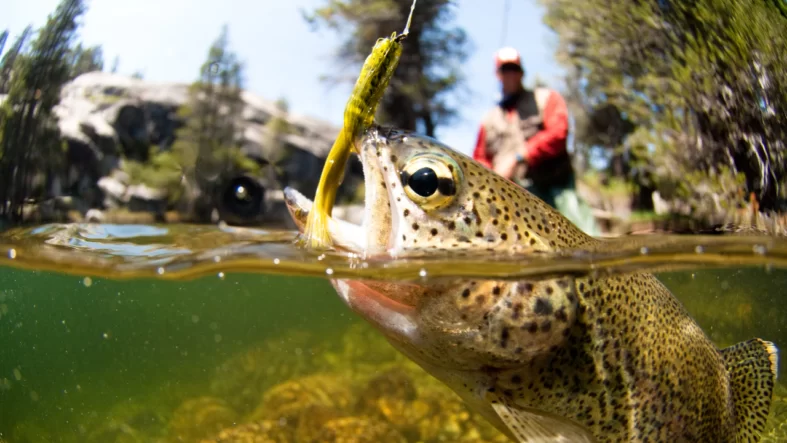 Bingöl’de Su Ürünleri Avcılığına 1 Nisan’dan İtibaren Yasak