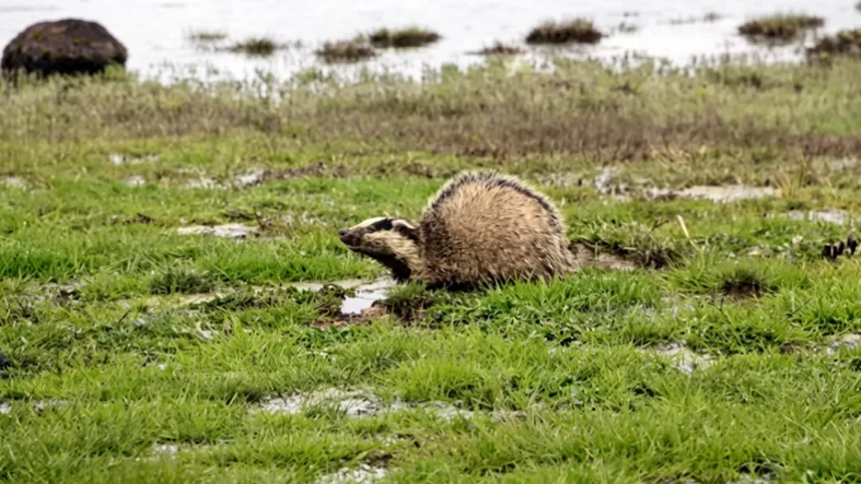 Bingöl’de Bitkin Porsuk Koruma Altına Alındı
