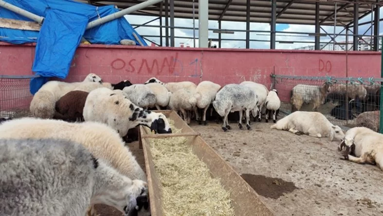 Bingöl’de Kurban Pazarında Durgunluk